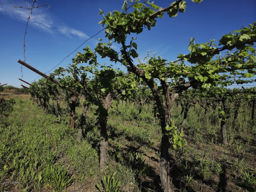 Commercial Property for Sale in Keimoes Rural Northern Cape